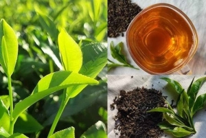 Занзибар: экскурсия по чайной плантации с дегустацией