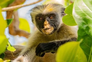 Занзибар: теннисный корт, пещера Куза, экскурсия «Скала и пещера»