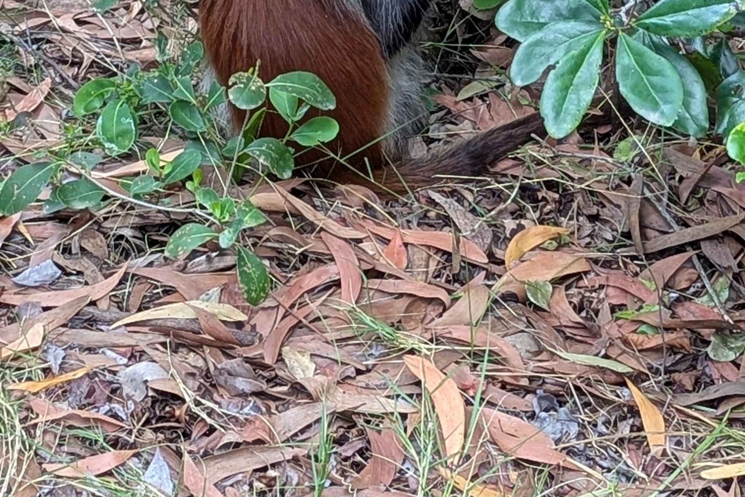 Zanzibar: The Rock, Paje Beach, Foresta di Jozani e Grotta di Salaam