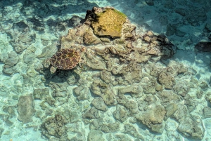 Zanzibar: The Rock, Paje Beach, Jozani Forest & Salaam Cave