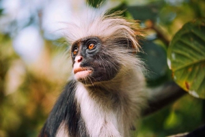 Zanzibar: The Rock, spiaggia di Paje, foresta di Jozani, grotta di Salaam