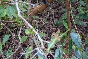 Zanzibar: The Rock, Paje Beach, Foresta di Jozani e Grotta di Salaam