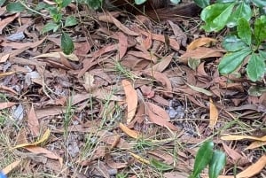 Zanzibar: The Rock, Paje Beach, Foresta di Jozani e Grotta di Salaam