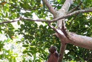 Zanzibar: The Rock Restaurant & Jozani Forest