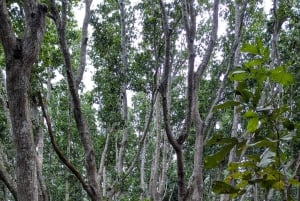 Zanzibar: The Rock Restaurant & Jozani Forest