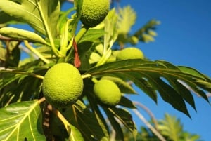 Zanzibar: Swahilin maustekokemus – maustekierros + kulinaarinen matka