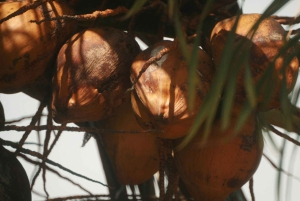 Zanzíbar: la experiencia de las especias swahilis: tour de las especias + viaje culinario.