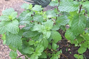 Zanzíbar: la experiencia de las especias swahilis: tour de las especias + viaje culinario.