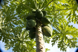Zanzíbar: la experiencia de las especias swahilis: tour de las especias + viaje culinario.