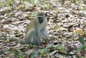 Zanzíbar: la experiencia de las especias swahilis: tour de las especias + viaje culinario.