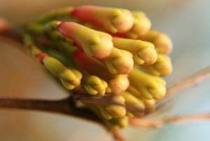 Zanzibar: Swahilin maustekokemus – maustekierros + kulinaarinen matka