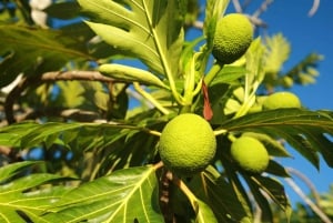 Zanzibar: Swahilin maustekokemus – maustekierros + kulinaarinen matka