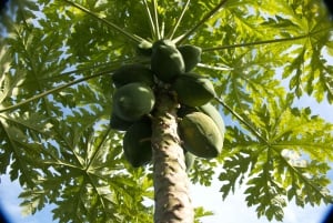 Zanzibar: Swahilin maustekokemus – maustekierros + kulinaarinen matka