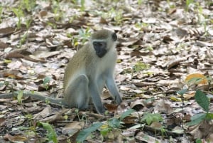 Zanzibar: Swahilin maustekokemus – maustekierros + kulinaarinen matka