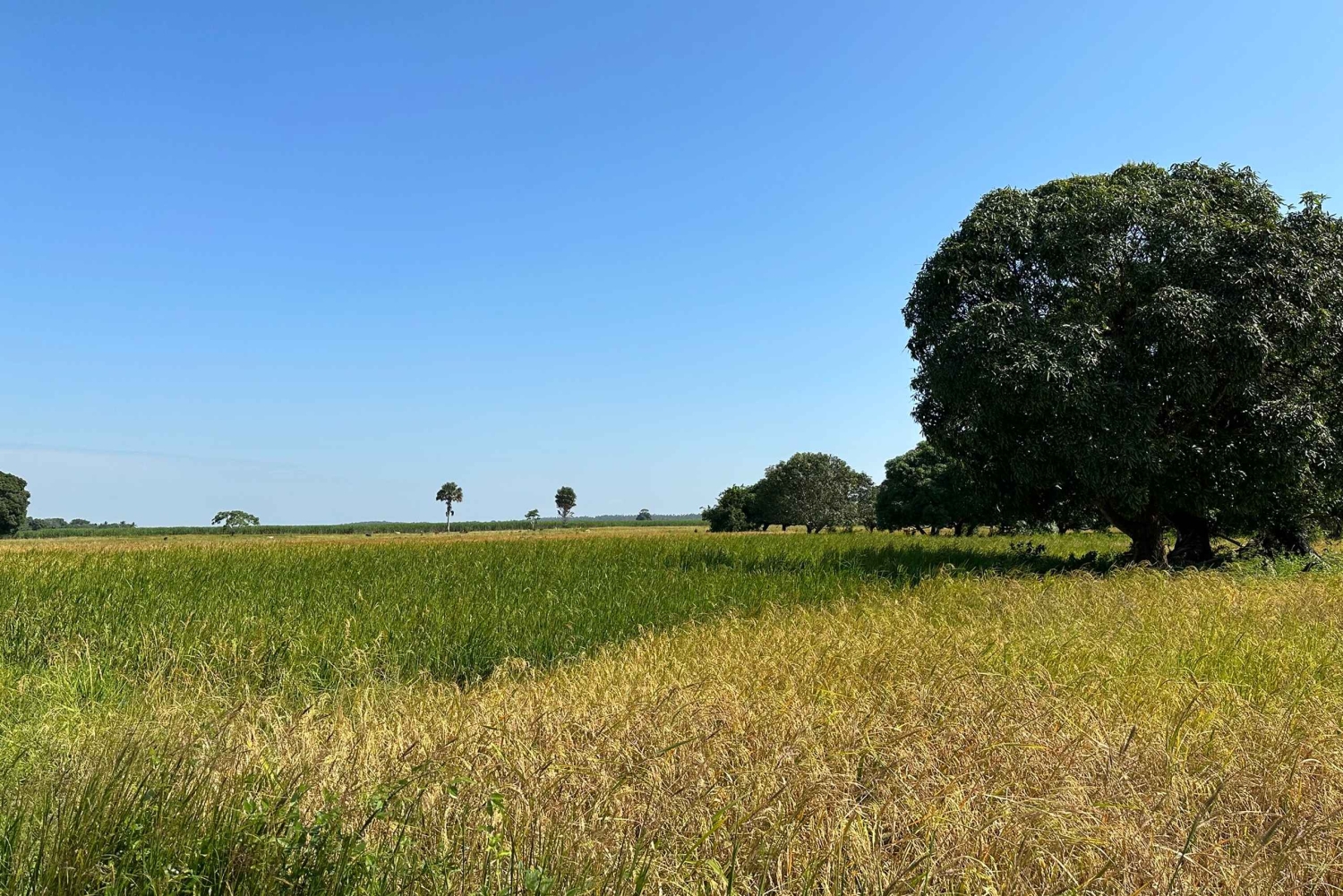 ザンジバル：究極の四輪バギーオフロードアドベンチャーをお楽しみください