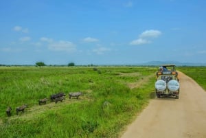De Zanzíbar a Mikumi: La aventura definitiva en una excursión de un día a un safari
