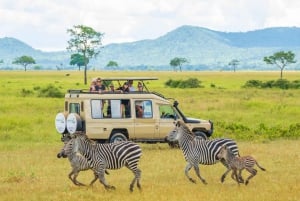 Zanzibar til Mikumi: Det ultimate safarieventyret på en dagstur