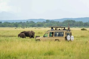 Zanzibar till Mikumi: Ditt ultimata safariäventyr med dagsutflykt
