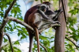 Zanzibar : Forêt de Jozani, colobes rouges, visite du Rock Restaurant