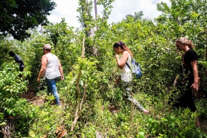 Zanzibar : Forêt de Jozani, colobes rouges, visite du Rock Restaurant