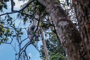 Zanzibar : Forêt de Jozani, colobes rouges, visite du Rock Restaurant