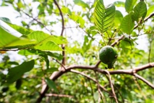Zanzibar : Forêt de Jozani, colobes rouges, visite du Rock Restaurant