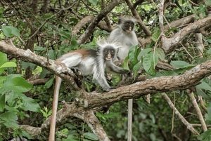 Excursión a Zanzíbar: Tesoros de Stone Town y fauna del bosque de Jozani