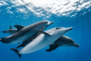 Zanzibar: Passeio pelo Jardim Tropical das Especiarias, Passeio de Barco e Almoço