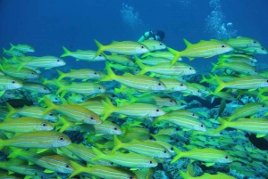 Zanzibar: Passeio pelo Jardim Tropical das Especiarias, Passeio de Barco e Almoço