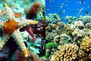 Zanzibar: Bådtur til Tumbatu-øen med snorkling