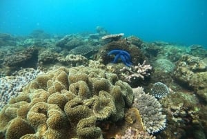 Zanzibar: Bådtur til Tumbatu-øen med snorkling