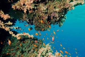 Zanzibar: Bådtur til Tumbatu-øen med snorkling