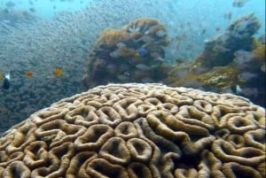 Zanzibar: Bådtur til Tumbatu-øen med snorkling