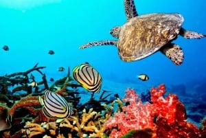 Zanzibar: Snorkling ved Tumbatu-øya med båt og henting