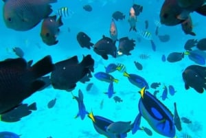 Zanzibar: Snorkling ved Tumbatu-øya med båt og henting