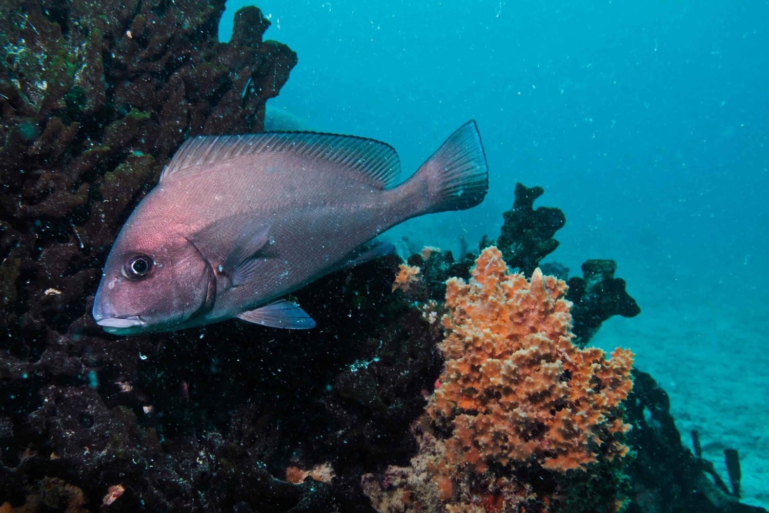 Sansibar: Tumbatu-Insel-Tour mit Schnorcheln & Lunch