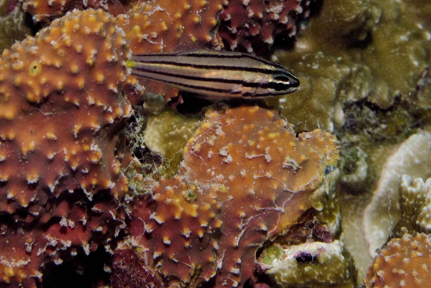 Sansibar: Tumbatu-Insel-Tour mit Schnorcheln & Lunch