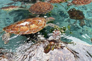 Zanzibar : baignade avec les tortues à la grotte de Salaam et visite de Stone Town