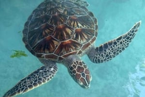 Zanzibar: mergulho com tartarugas na Gruta de Salaam e passeio pela Cidade de Pedra