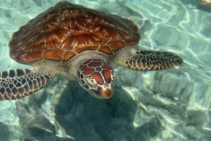Zanzibar: mergulho com tartarugas na Gruta de Salaam e passeio pela Cidade de Pedra