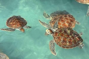 Zanzibar: mergulho com tartarugas na Gruta de Salaam e passeio pela Cidade de Pedra