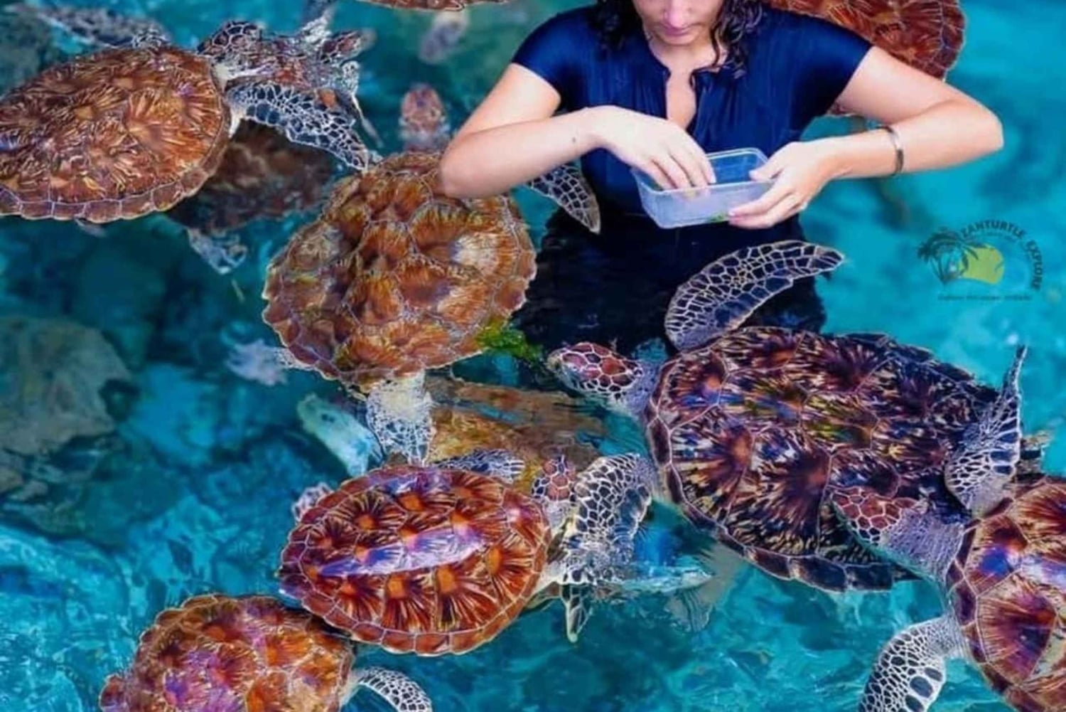 Занзибар: купание с черепахами, лес Джозани и посещение ресторана The Rock/обед