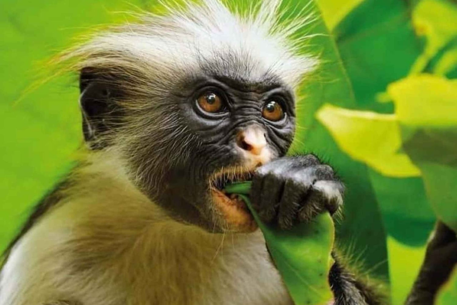 Занзибар: купание с черепахами, лес Джозани и посещение ресторана The Rock/обед