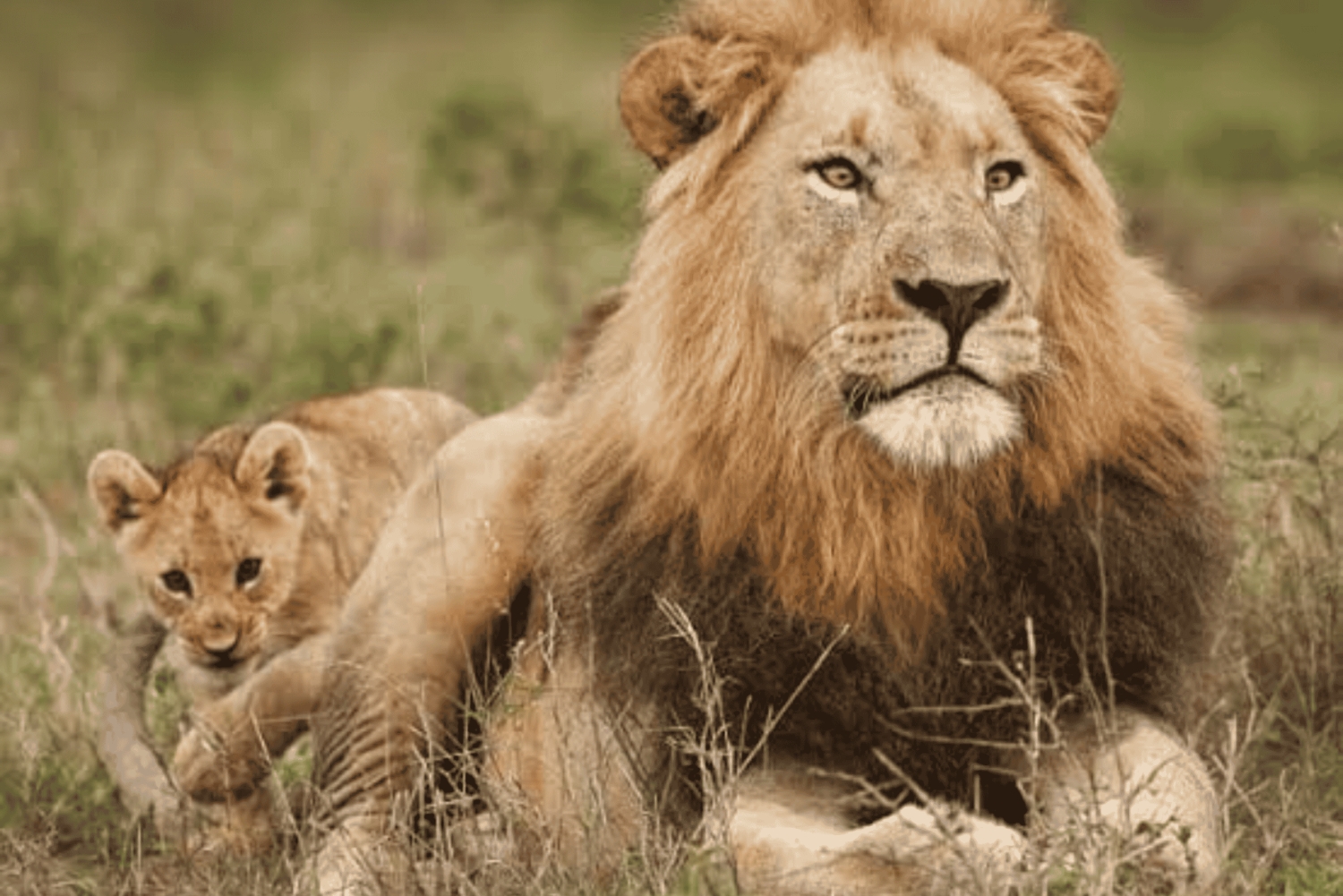 Zanzíbar: ruta de senderismo por Uluguru y safari en Mikumi con tren y vuelo