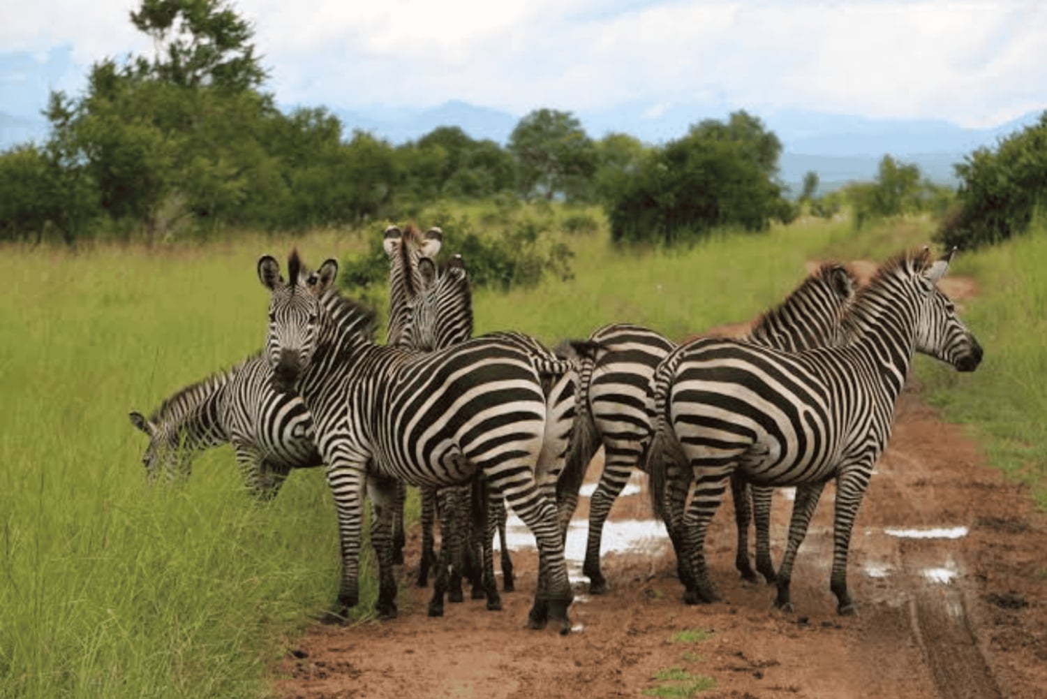 Zanzíbar: ruta de senderismo por Uluguru y safari en Mikumi con tren y vuelo