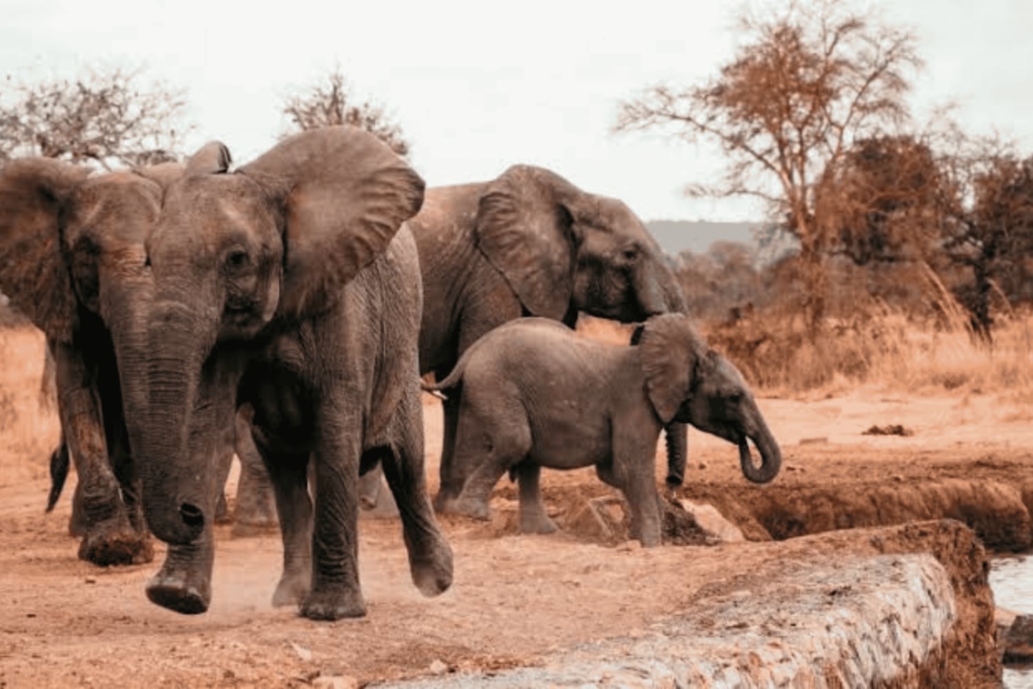 Zanzíbar: ruta de senderismo por Uluguru y safari en Mikumi con tren y vuelo