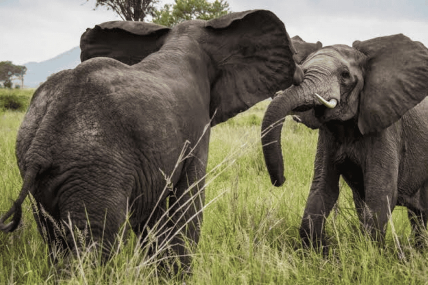 Zanzíbar: ruta de senderismo por Uluguru y safari en Mikumi con tren y vuelo