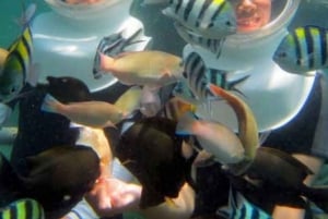 Zanzibar: Undervandseventyr