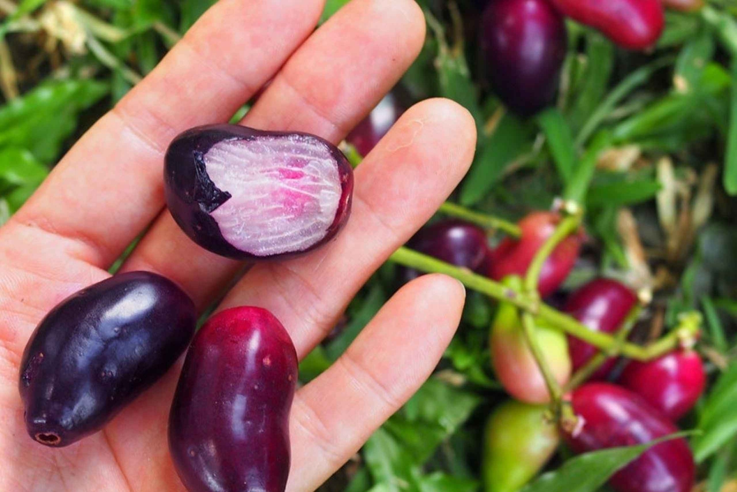 Sansibar: Village Green Farm -kierros ja mausteiden maistelu