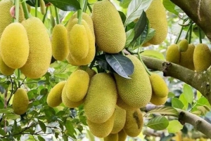 Zanzibar : visite de la ferme Village Green avec dégustation d'épices